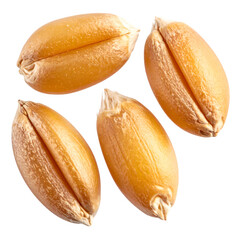 Four golden wheat kernels, close-up, isolated on a transparent background, showing texture