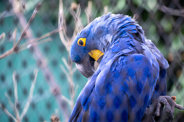 Close-up portrait of a blue hyacinth macaw perched on a branch. Vibrant blue feathers, yellow eye ring, and curved beak stand out against a soft, natural background.
