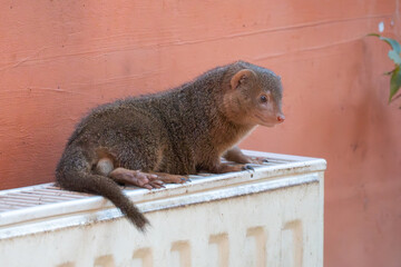 Small mongoose resting on a heater in a zoo enclosure. Side view shows compact body, textured fur, and alert expression against a warm, minimal background.