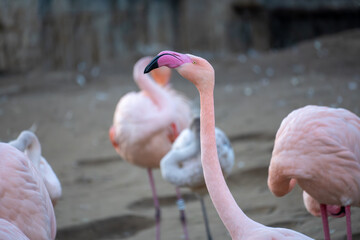 Elegant pink flamingo standing among other flamingos in a natural zoo setting. Close-up highlights the long curved neck, black-tipped beak, soft feathers, and calm wildlife atmosphere.