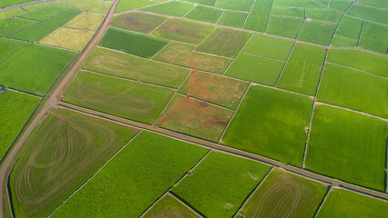 green grass texture © António Duarte