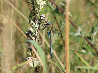 Gro&szlig;e K&ouml;nigslibelle - Blue Emperor - Anax imperator