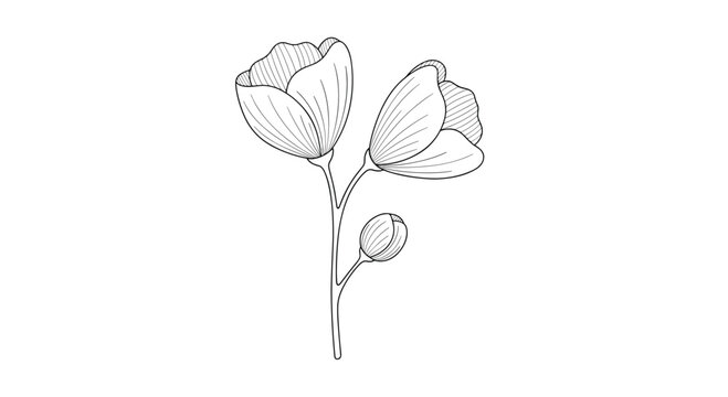 Delicate black and white line art illustration of a flowering branch with two open blossoms and one small bud.