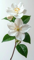 Obraz premium Delicate white blossoms on a stem with green leaves