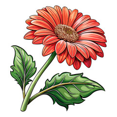 Orange Red Gerbera Daisy Flower with Green Leaves and Stem Botanical Illustration