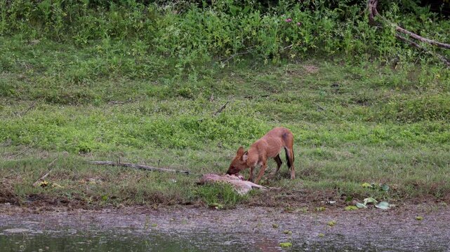 wild dog hunted down spotter deer and devouring