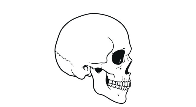 Realistic side profile drawing of a human skull showing detailed anatomy of the cranium, jaw, and teeth in black and white.