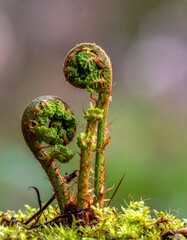 A young fern frond fiddlehead unfolding. Generative AI