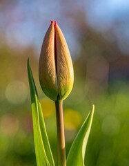 A tulip bud slowly beginning to open. Generative AI