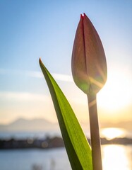 A tulip bud slowly beginning to open. Generative AI