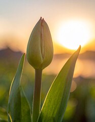 A tulip bud slowly beginning to open. Generative AI