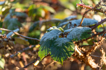 Frosted leaves on thorny branch. Green leaves coated with frost on a thorny branch. Close-up winter nature scene showing icy texture, sunlight, and seasonal contrast.