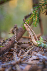 Fallen branches and pine needles on forest ground