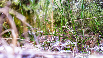 Wild grass emerging through frost on forest floor