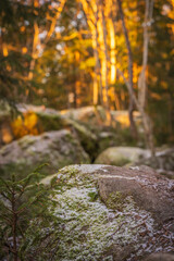 Mossy forest rocks with first winter frost