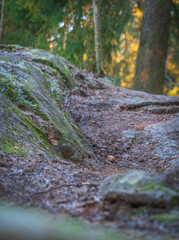 Forest path between mossy rocks in winter light