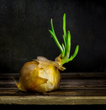 Onion that has remained too long on the shelf and has sprouted leaves.