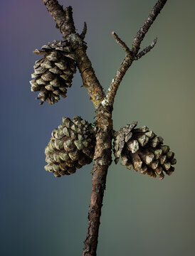 Two species of lichen (Lecanora strobilina [pale circles] and Amandinea punctata [black dots]) growing on scales of cones of shortleaf pine (Pinus echinata)