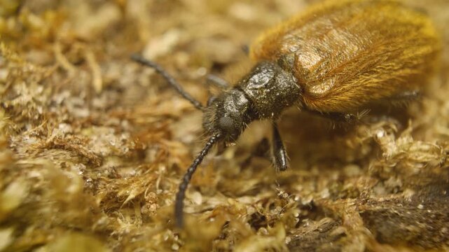 Close-up of the rough-haired lagria beetle (Lagria hirta), a dark-colored beetle known for its soft, velvety appearance, found across Europe and Asia in diverse