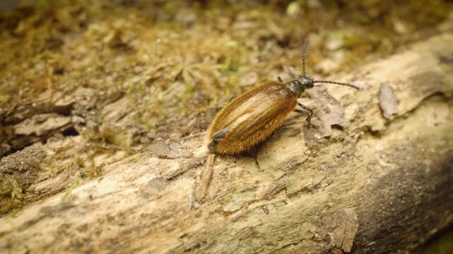 Close-up of the rough-haired lagria beetle (Lagria hirta), a dark-colored beetle known for its soft, velvety appearance, crawling.