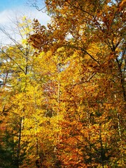 Herbst mit vielen bunten Farben im deutschen Wald