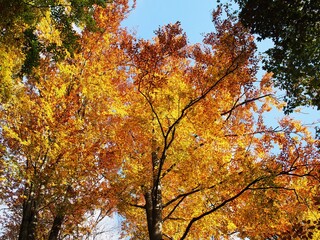 Herbst mit vielen bunten Farben im deutschen Wald