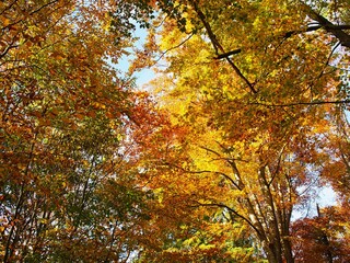 Herbst mit vielen bunten Farben im deutschen Wald