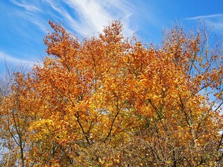 Herbst mit vielen bunten Farben im deutschen Wald