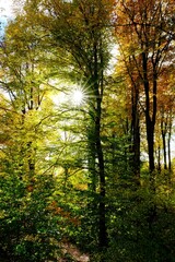 Obraz premium Herbst mit vielen bunten Farben im deutschen Wald