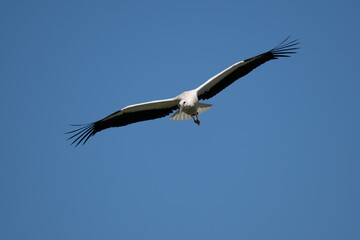 Obraz premium White stork portrait flying over a wetland in Europe, blue sky in background, below view 