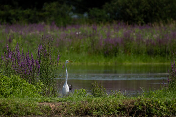Fototapeta premium Great egret portrait in the wetland, all long full extended neck visible 