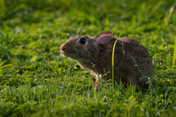 Portrait of eastern cottontail (Sylvilagus floridanus), a species of rabbit in the family...