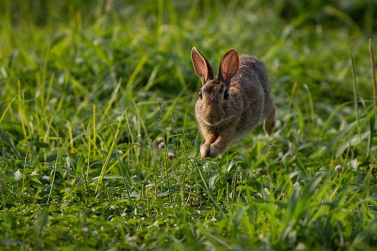 Jump of eastern cottontail (Sylvilagus floridanus), a species of rabbit in the family Leporidae. Known for its distinctive fluffy white tail, it inhabits open fields, meadows, and brushy areas