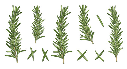 Fototapeta premium Fresh rosemary sprigs in various lengths and orientations are displayed with whole stems and cut segments for culinary herb reference.