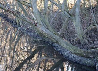 pristine Beaver habitat