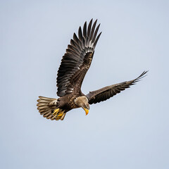 Fototapeta premium Majestic eagle soaring through clear blue sky with wings spread wide