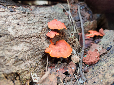 Close up of bright orange bracket fungi growing on decaying tree log. Wild shelf mushroom (Pycnoporus) on rough wood bark texture. Macro detail of tropical orange polypore fungus in forest environment