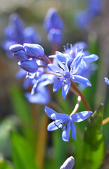 In the spring in the forest blooms snowdrop bifoliate (Scilla bifolia).