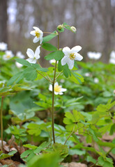 Isopyrum thalictroides blooms in the wild in the forest