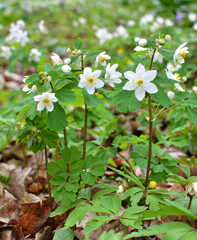 Isopyrum thalictroides blooms in the wild in the forest