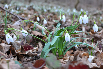In the forest in spring snowdrops (Galanthus nivalis) bloom