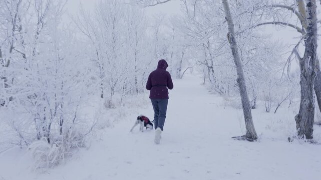 Woman and dog walking calmly along a snowy trail in a park