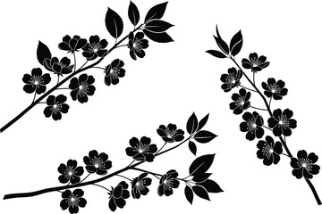Elegant cherry blossom branches in botanical silhouette style, floral spring flowers and leaves isolated on white, decorative nature vector illustration