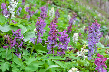 In spring, corydalis blooms in the forest