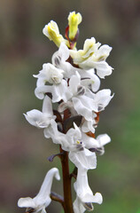 In spring, corydalis blooms in the forest