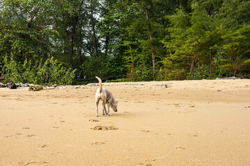A dog sniffs the sandy shore as paw prints trail behind. Dense trees, debris and sea trash in the...