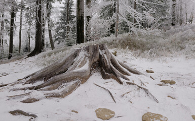 Zimowy g&oacute;rski krajobraz spowity w gęstej mgle