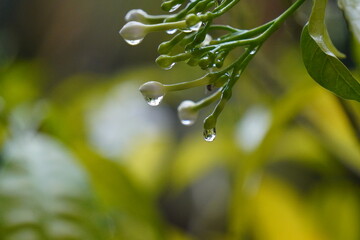 Close-up of delicate white flower buds with glistening raindrops after a refreshing shower.
