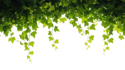 Lush green ivy leaves isolated PNG on transparent background, vibrant foliage for decoration and design projects © Corotaev