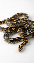 Fototapeta premium Python on White.